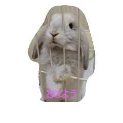 rabbit_bibi