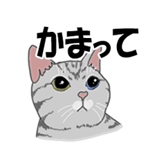 American Short Hair Cat SHIMAJIRO