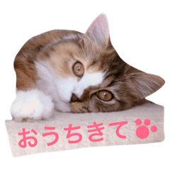 shell stamp 6