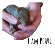 Pearl the Squirrel