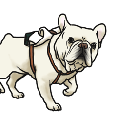 French Bulldog "BULLO" 3.