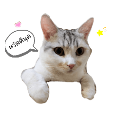 9 Cats_20220421151147