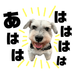 miniature schnauzer korosuke