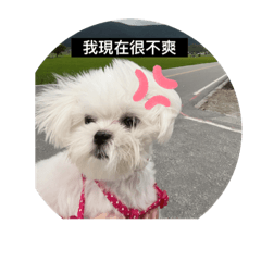 是（米拉）不是（呼拉）