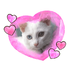 chocomint_20220422161058