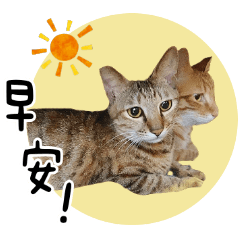浪浪兄妹  橘貓AP&OREO
