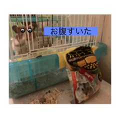 aoi_rokon_myu