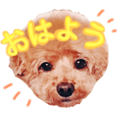 Cute toy poodle(Japanese)