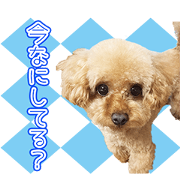 toy poodle LEMON'Sticker