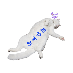 ringo_20220422223122