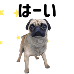 Pug Sticker.