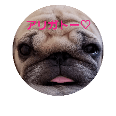 pugpugpuriko