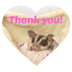 モモンガ Lineクリエイターズスタンプまとめ Stamplist モモンガ Lineクリエイターズスタンプまとめ Stamplist