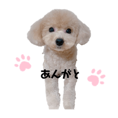 愛犬べっる