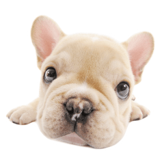 THE DOG French Bulldog sticker
