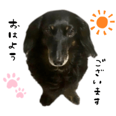 愛犬、ペット
