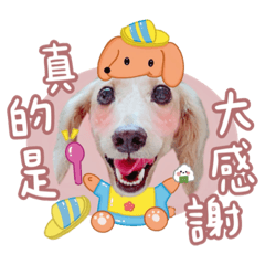 我是可愛的豆豆-臘腸好朋友篇