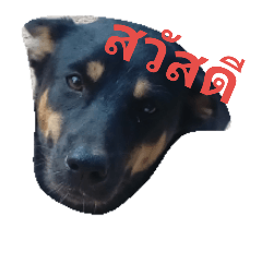 Boo Dog
