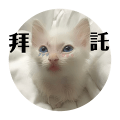白貓生活