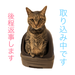 Tora daily