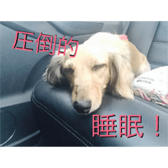 Miniature Dachshund is sleeping.