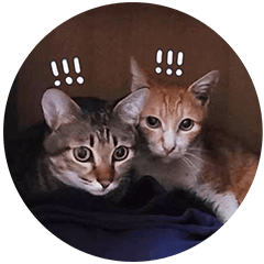Bobo cat & Anan cat