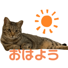 nyanko_20220423113102