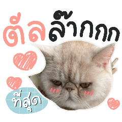 KhaoKhua : One face little Girl Cat V.3