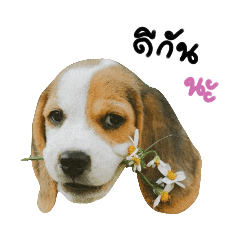 Bbeagle01