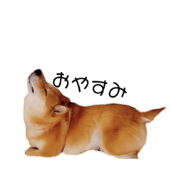 everyday'dogs