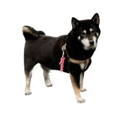 suzu_20220423132127