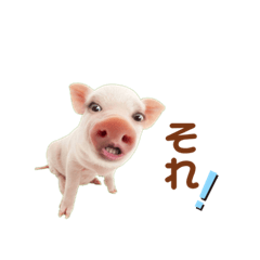 Pig_20220423135744