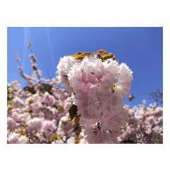 sakura-桜-(japan)