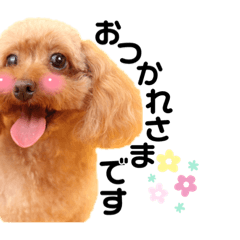 toy poodle Jasmine stamp