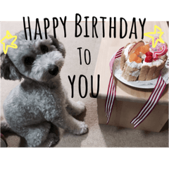 daily  toy poodle