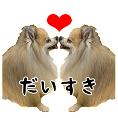 Love Pomeranian Junco