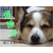 DOG   Sakura