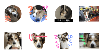 DOG   Sakura