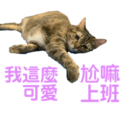 雙醬賣萌夥伴