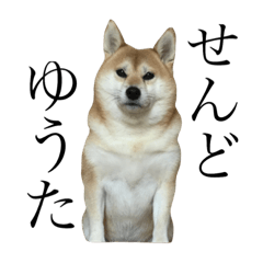 京柴犬−其の三
