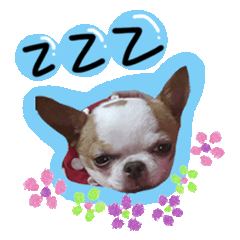 球球的日常貼圖2