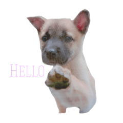MyDOG Rupan