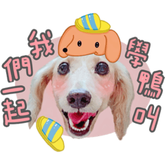 我們一起學鴨叫一起呱呱呱呱呱