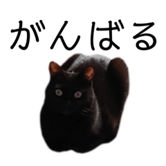 表情豊かな黒猫びびちゃんスタンプ4