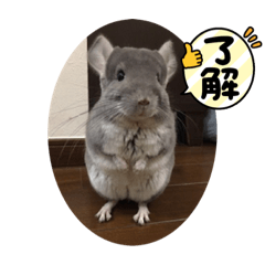 チンチラ プロフ必読‼️です❣️ OK 了解 チンチラくんスタンプ3 - LINE スタンプ | LINE STORE