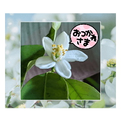 hana_20220424212441