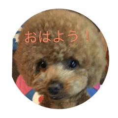 dogspeech
