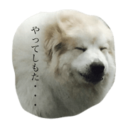 YONEYA DOG