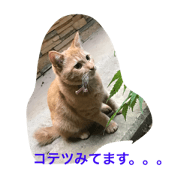 kotetu1