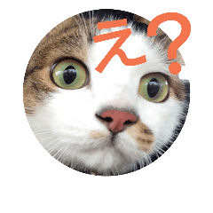 risarisarisa